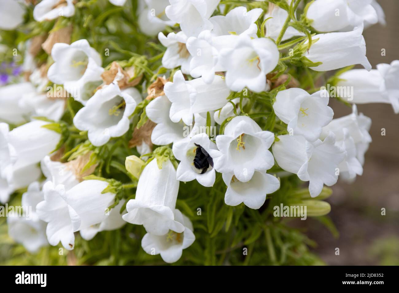 A big blue wood bee, Xylocopa violacea, searches for pollen in a bellflower Stock Photo