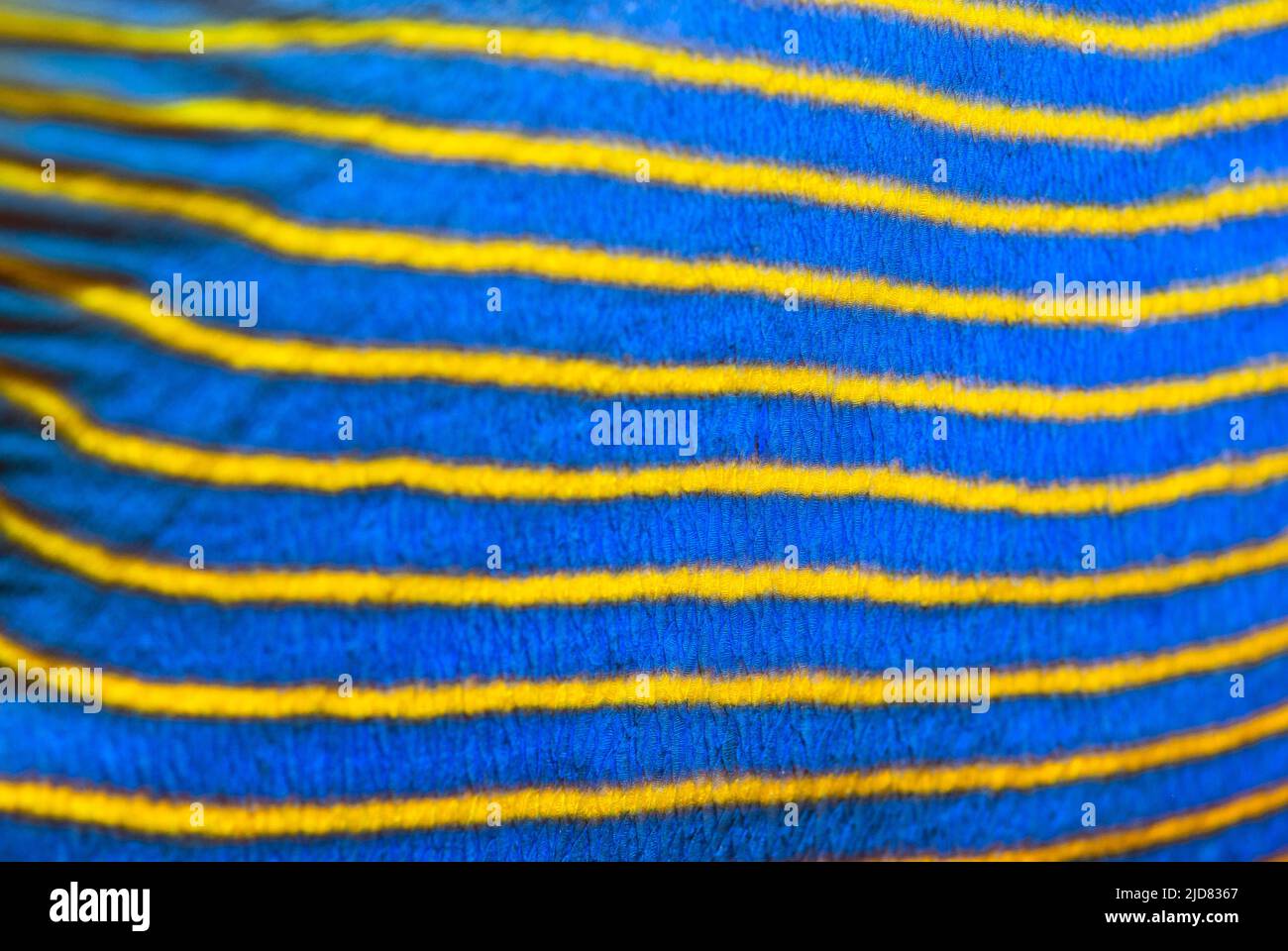 Yellow and blue angel fish hi-res stock photography and images - Alamy