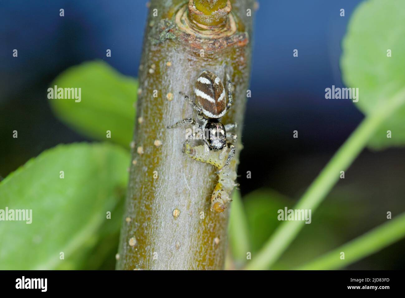 Zebra jumping spider Salticus with prey, caterpillar. Stock Photo