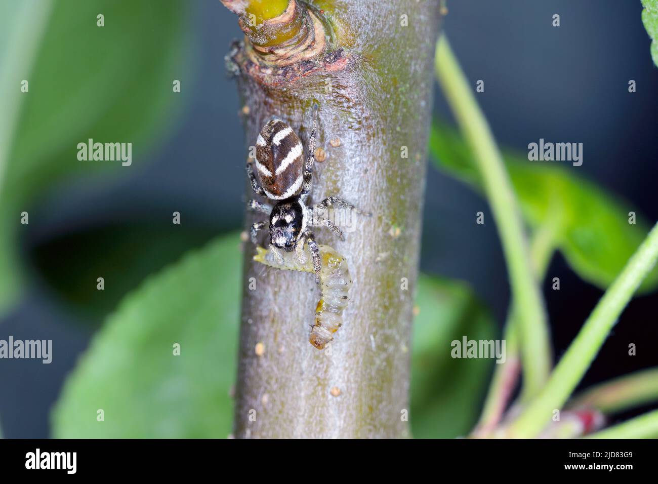 Zebra jumping spider Salticus with prey, caterpillar. Stock Photo