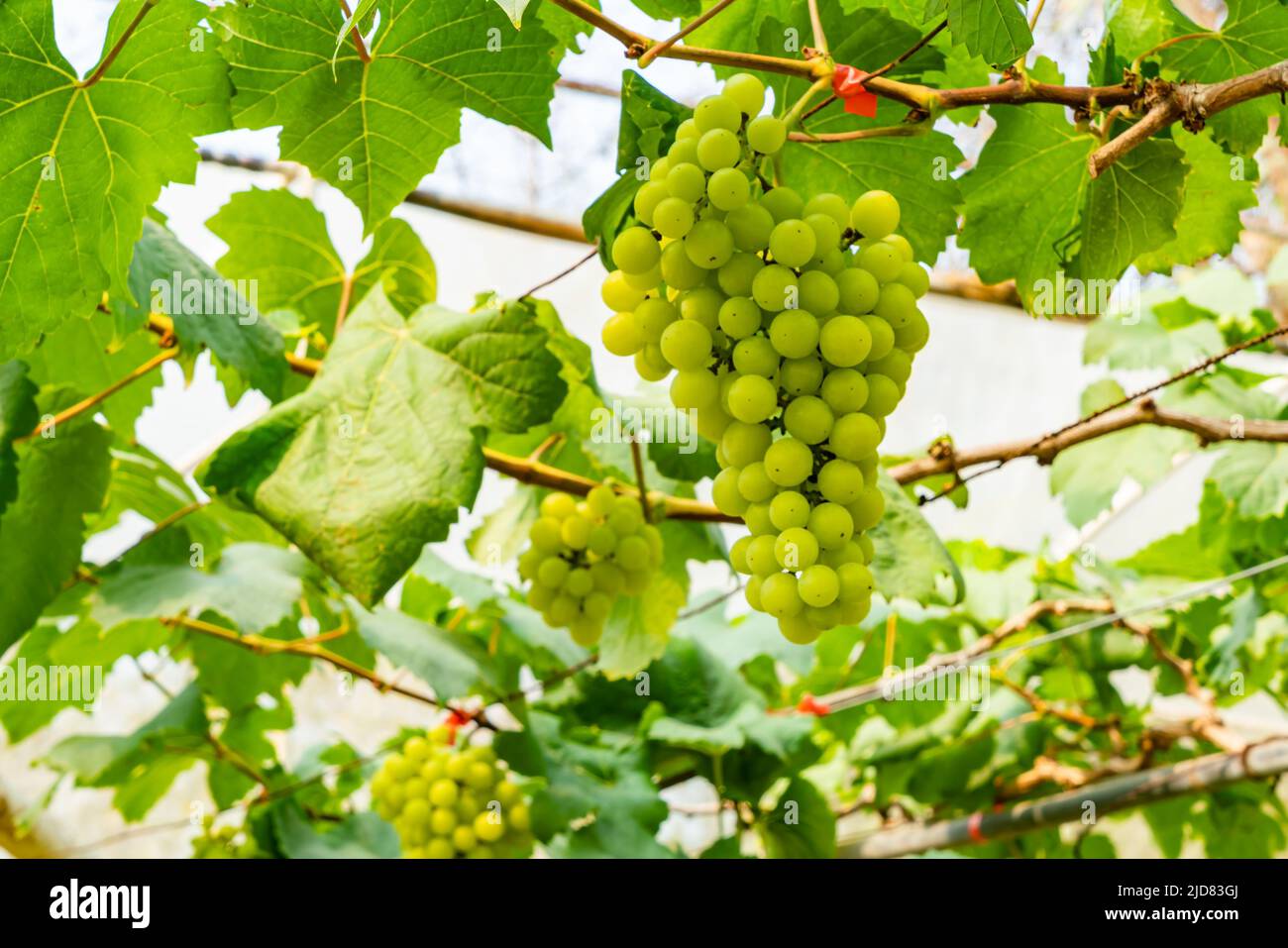 Bunch of fresh  grapes on a vine. Fresh white grapes hanging on branches of vine in vineyard with leaves in the background. Stock Photo
