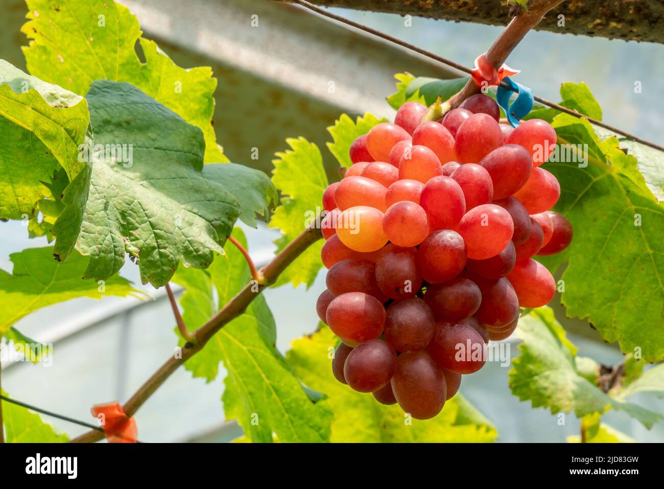 Bunch of crimson seedless graoes growing on a vine with green leaves inside a rural vineyard. Stock Photo