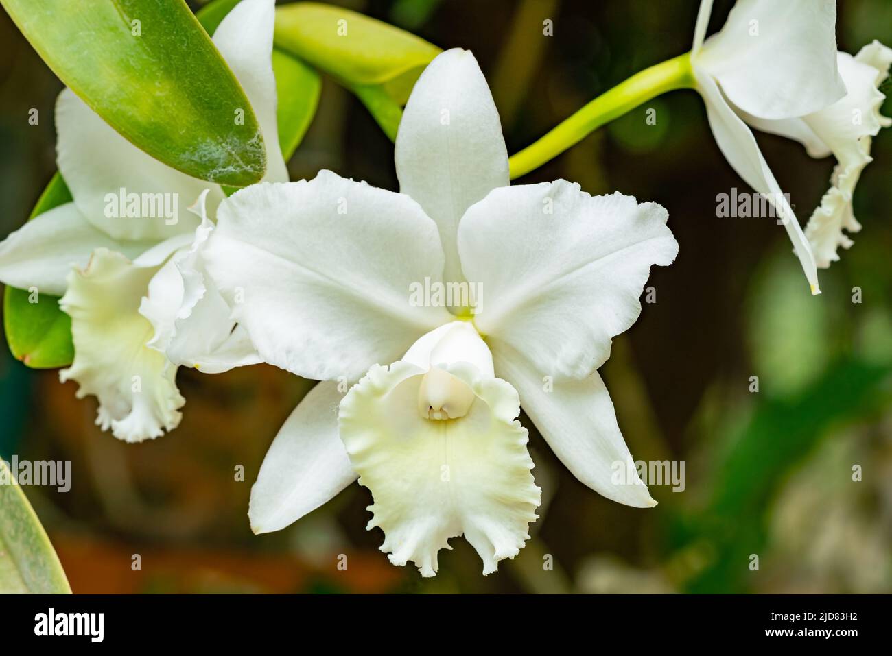 View of blooming white cattleya with green leaves growing in a botanical garden in summer season. Stock Photo