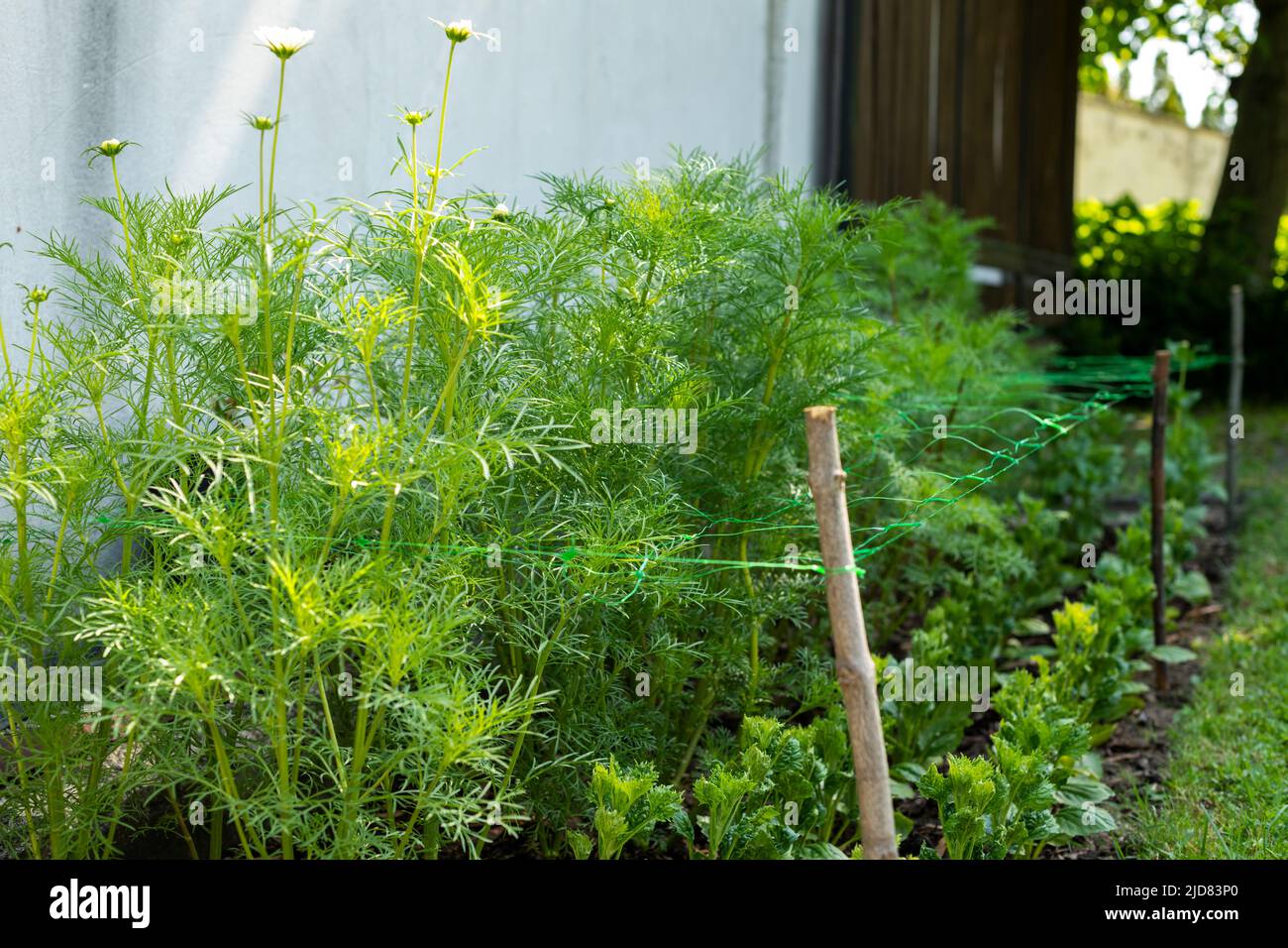 Cut flower netting. Plant support net. Using plastic garden netting to support cosmos plants. Flowerbed. Stock Photo