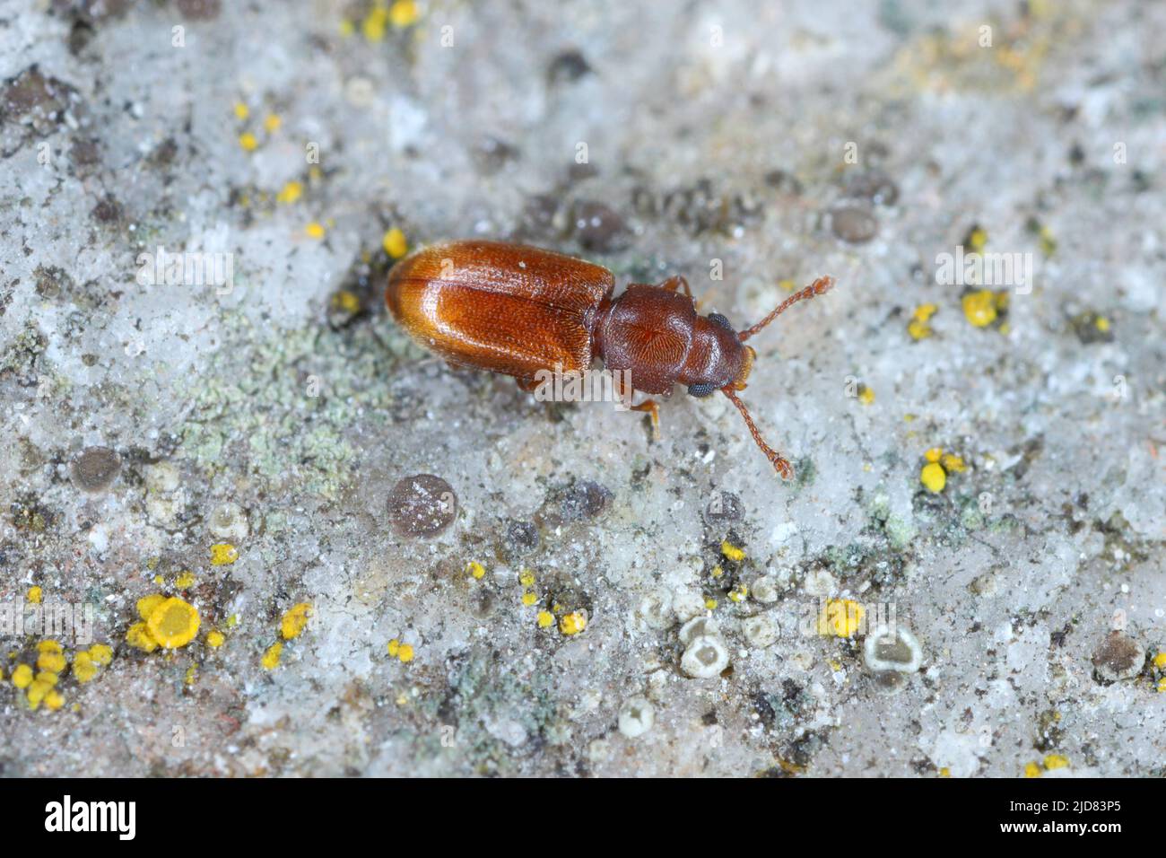The foreign grain beetle (Ahasverus advena) is a species of beetle in the family Silvanidae. It is related to the sawtoothed grain beetle. The beetle. Stock Photo