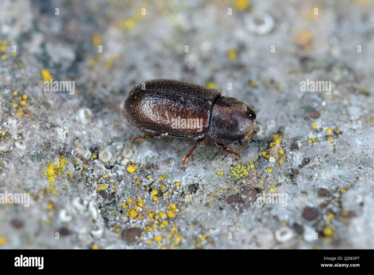 Cis boleti beetles within bracket fungus. Minute tree-fungus beetle living on Polyporales bracket fungus. Stock Photo