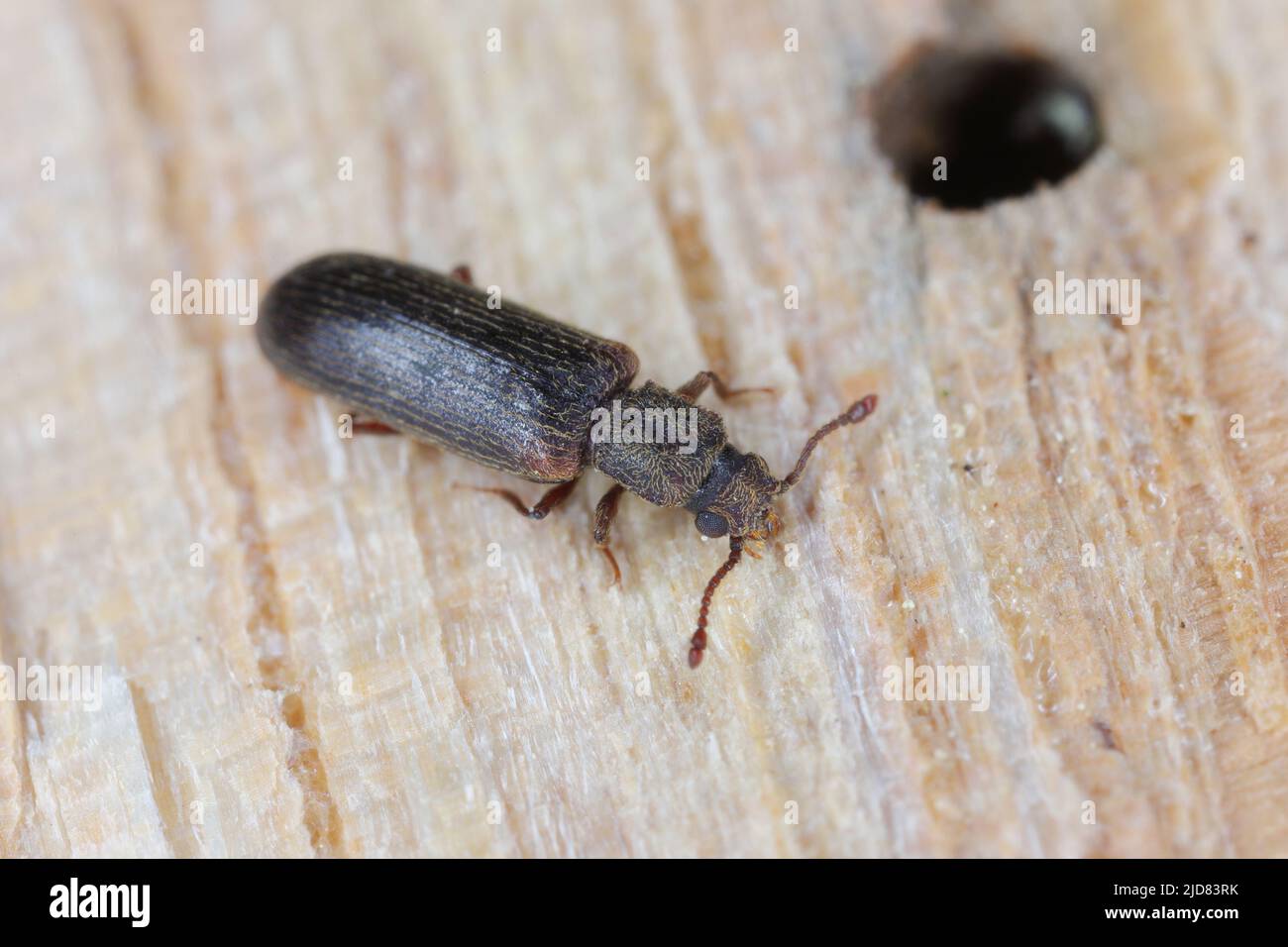 European lyctus beetle - Lyctus linearis. Common wood-destroying insect. Stock Photo