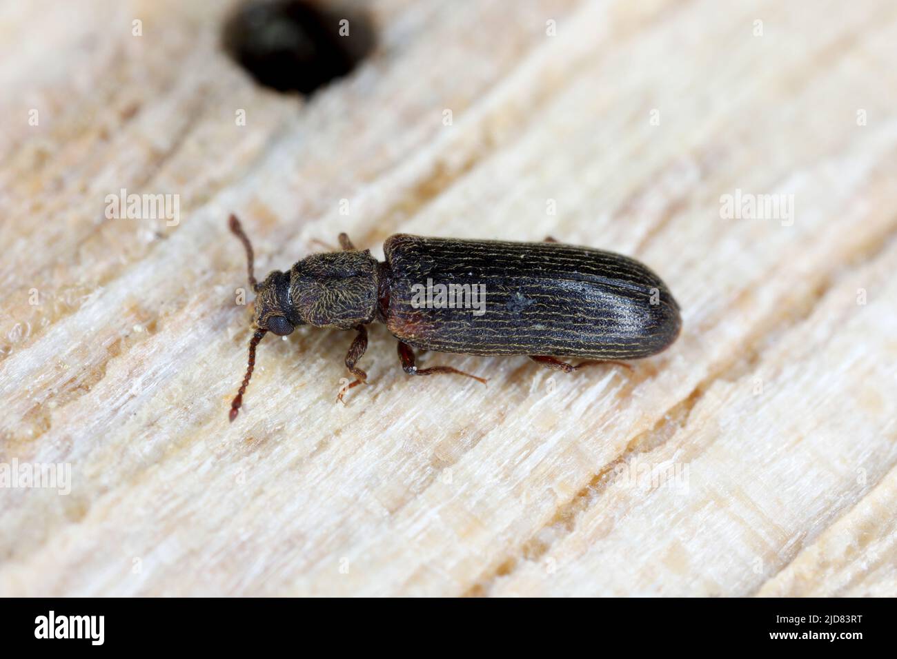 European lyctus beetle - Lyctus linearis. Common wood-destroying insect. Stock Photo