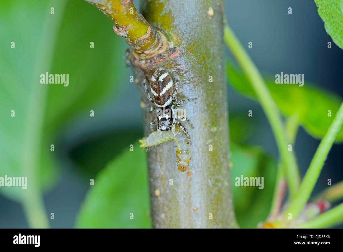 Zebra jumping spider Salticus with prey, caterpillar. Stock Photo