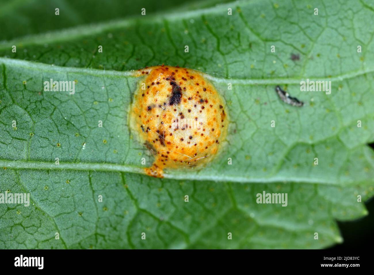 rust of gooseberry, currant and agrarian disease caused by Puccinia caricina var. pringsheimiana. Symptoms on currant leaf. Stock Photo