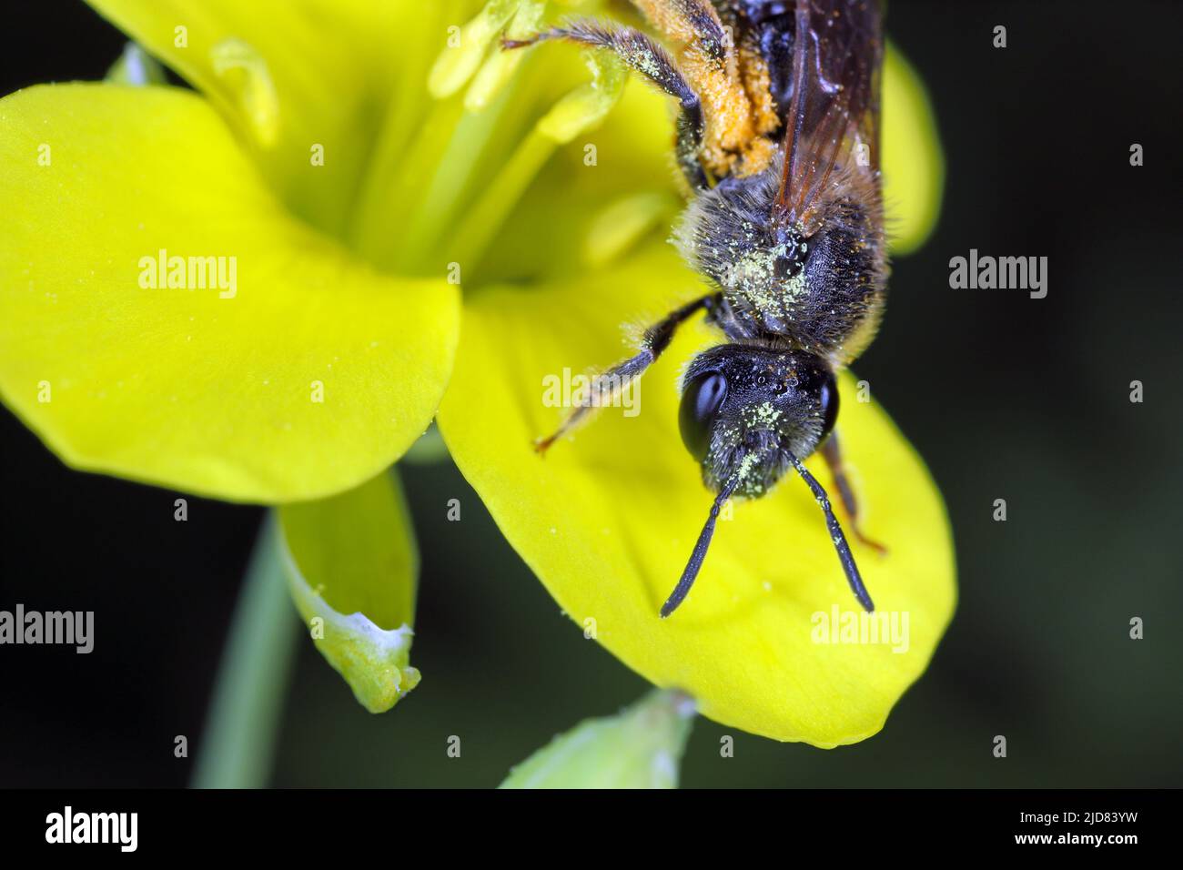 Natural pollination hi-res stock photography and images - Alamy