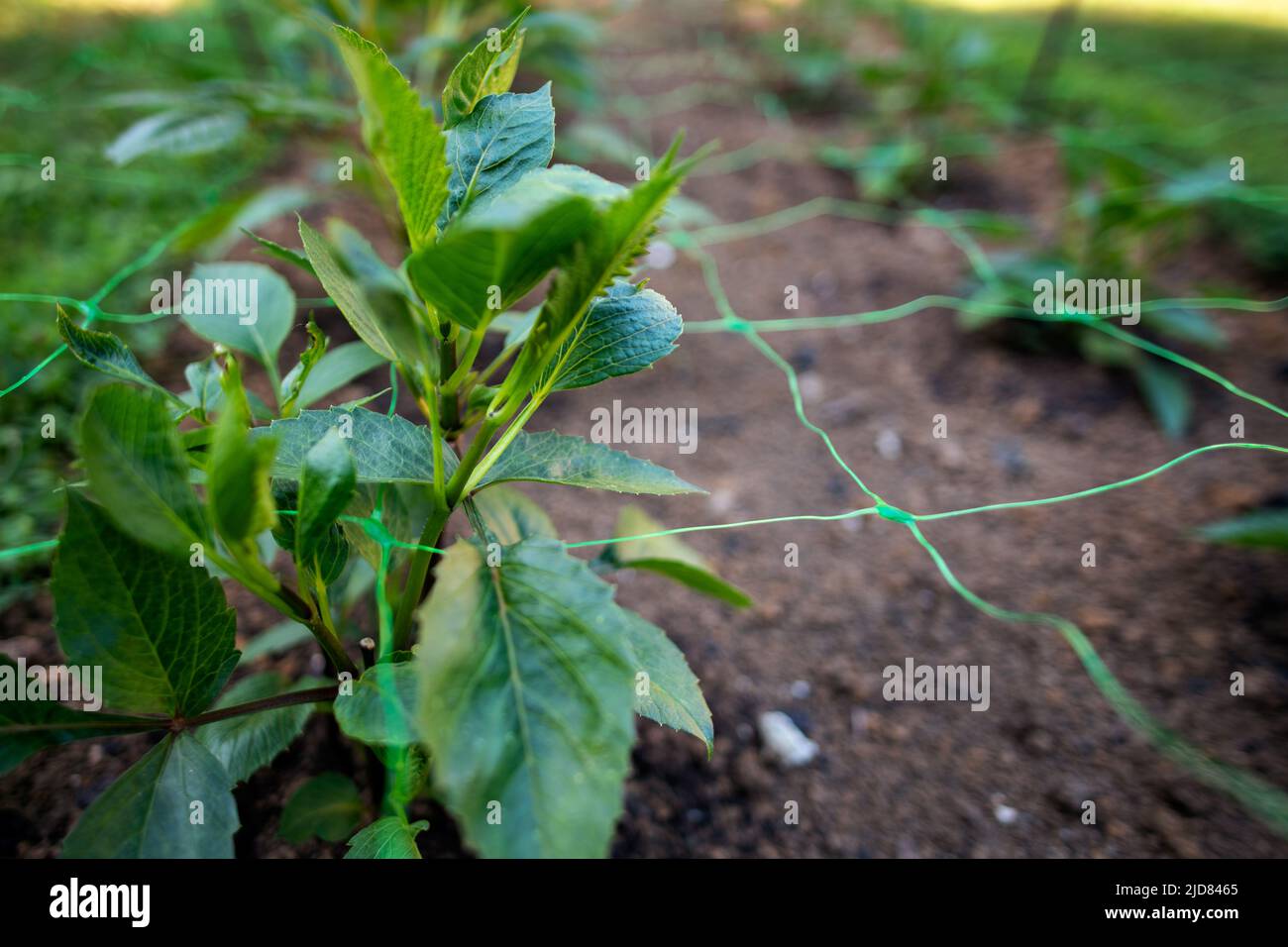 Cut flower netting. Plant support net. Using plastic garden netting to support dahlia plants