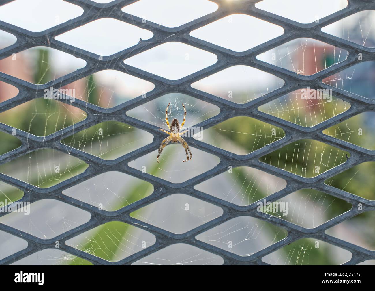 Spider on a cobweb. Crusader spider on a bridge in the city background ...