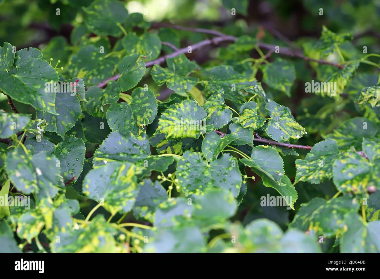 A disease of linden leaves caused by small arachnid mites. Stock Photo