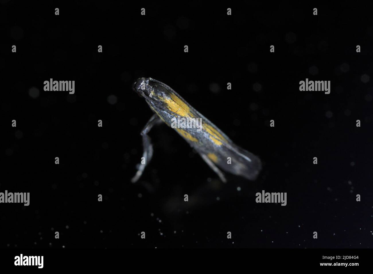 Tiny moth yellow and black on black background. Stock Photo