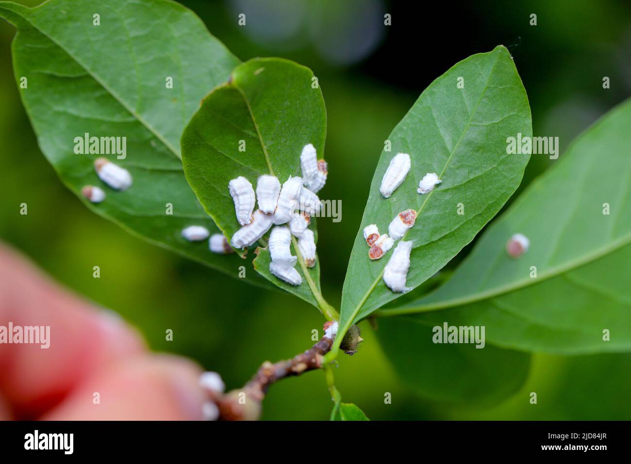 Scale insects (Coccidae) on a magnolia in the garden. Dangerous pests of various plants. They