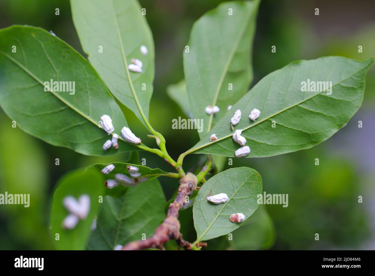 Scale insects (Coccidae) on a magnolia in the garden. Dangerous pests ...