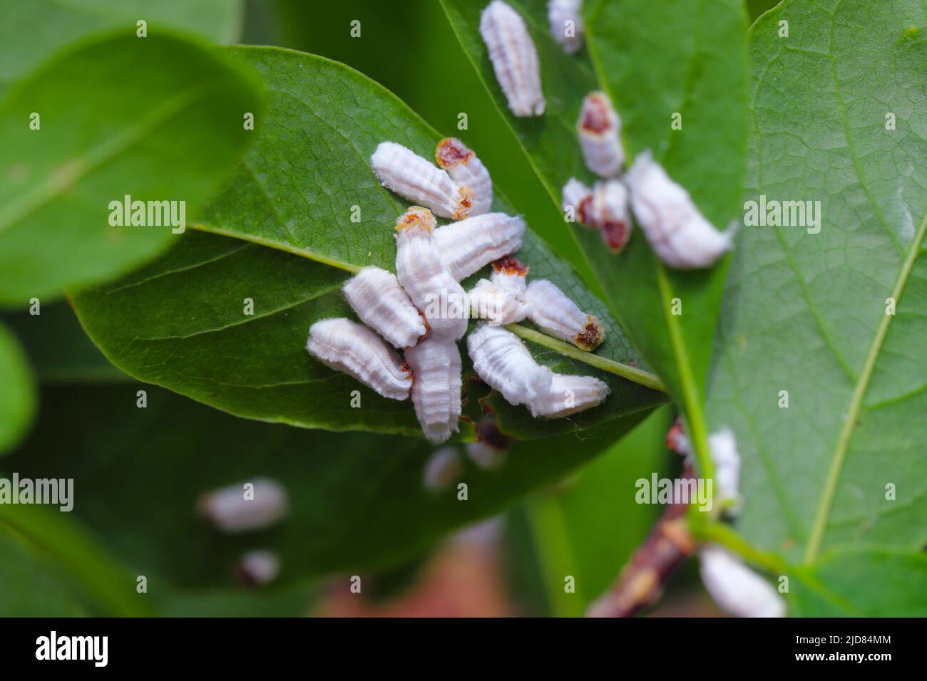 https://c8.alamy.com/comp/2JD84MM/scale-insects-coccidae-on-a-magnolia-in-the-garden-dangerous-pests-of-various-plants-they-are-commonly-known-as-soft-scales-wax-scales-or-tortois-2JD84MM.jpg