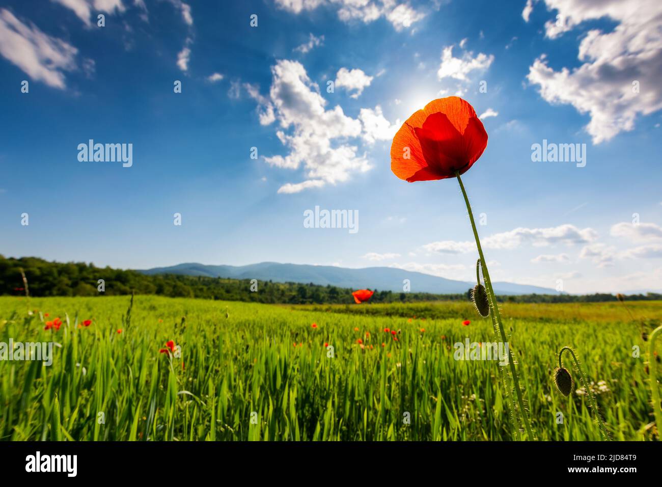 green field of blooming poppy on a sunny day. wonderful spring scenery ...