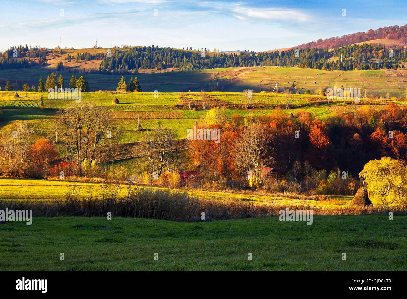 rural landscape in mountains. grassy meadows with high stacks on the