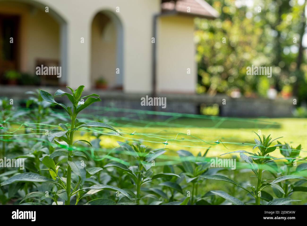 Cut flower netting. Plant support net. Using plastic garden netting to