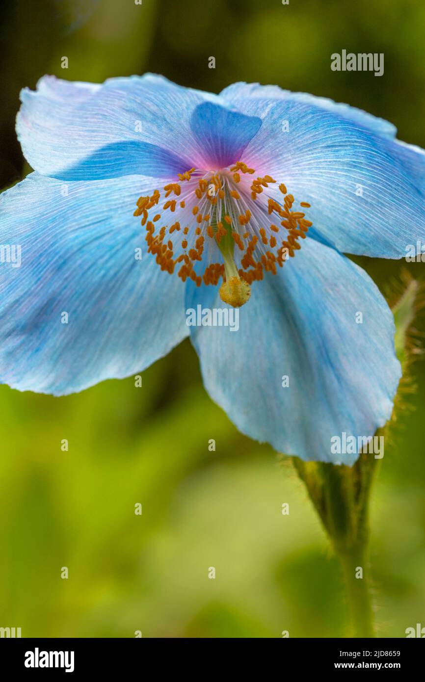 Blue poppy flowers Stock Photo