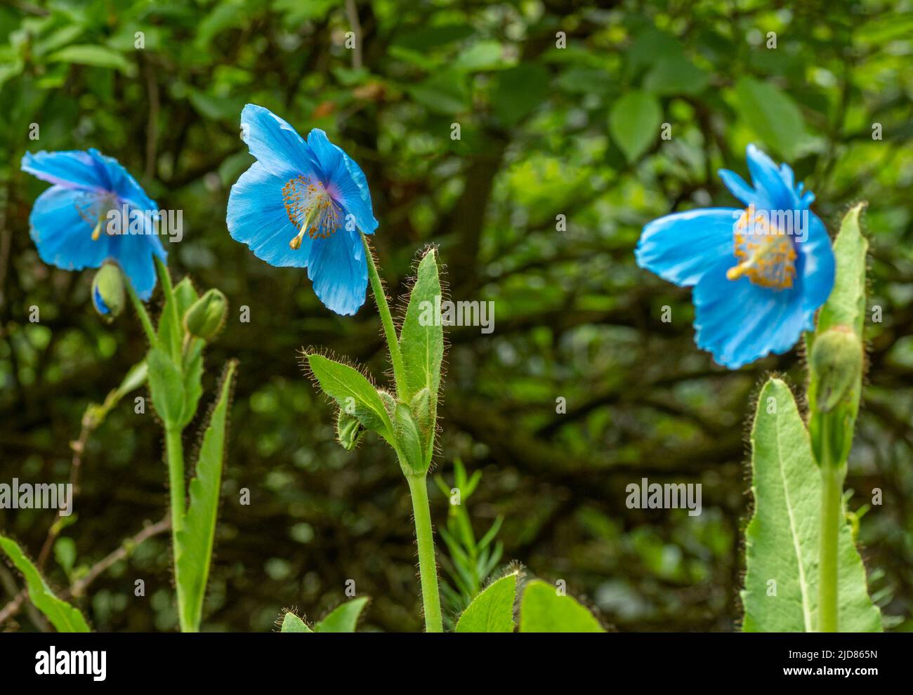 Blue poppy flowers Stock Photo