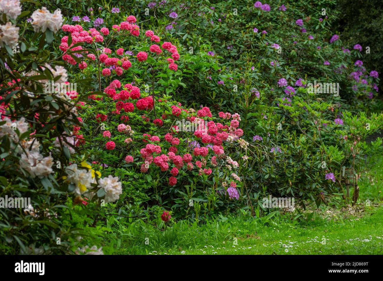 Rhododendron shrubs in full flower during the late spring. These beautiful flowers in a  variety of colors are a joy to see Stock Photo