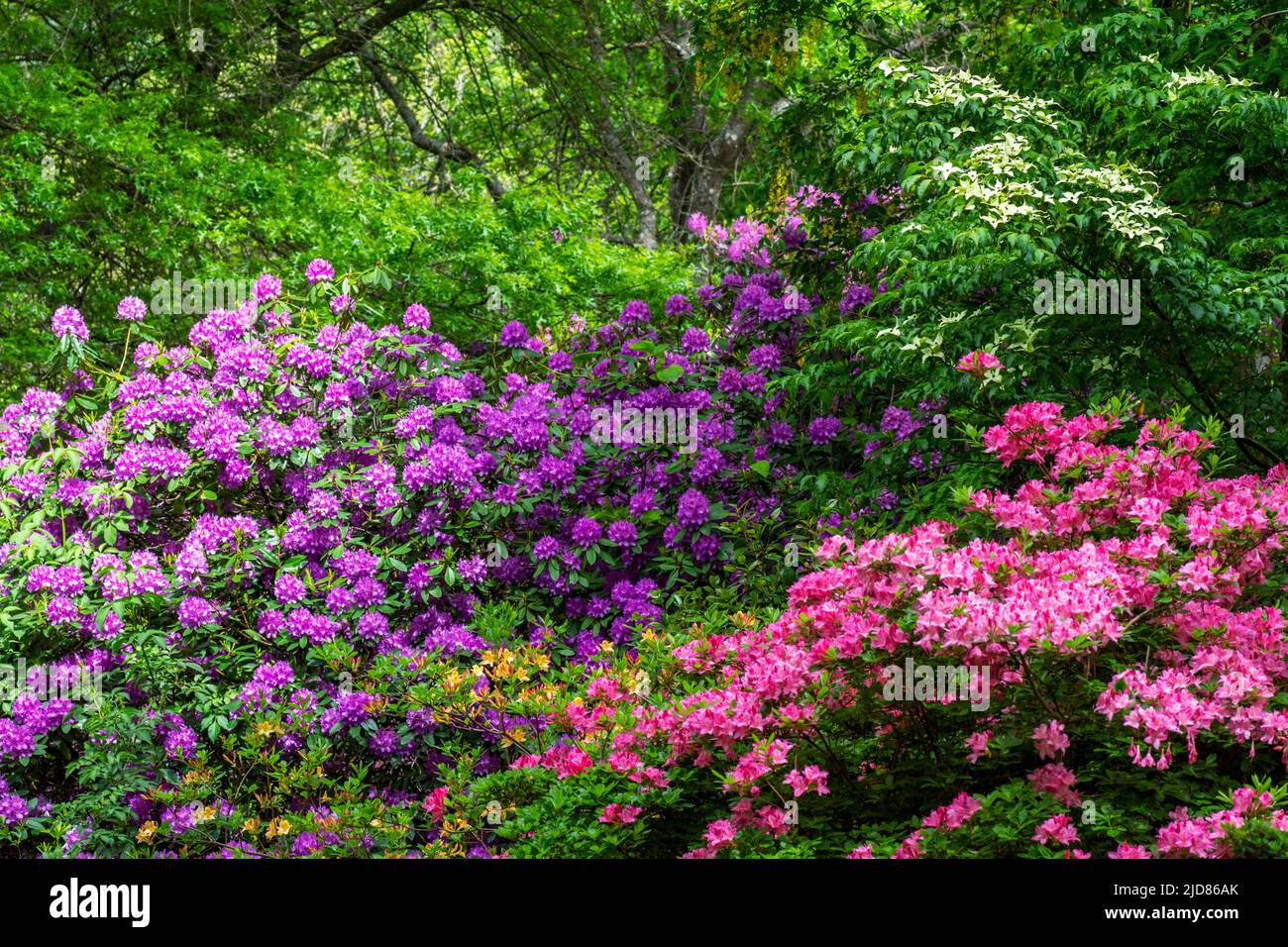 Rododendron and Azalea shrubs in a woodland setting Stock Photo