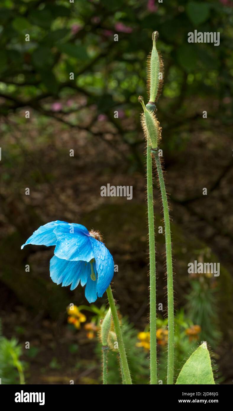 Blue poppy blooms with raindrops on the petals. Unusual form of the garden variety which is difficult to grow Stock Photo