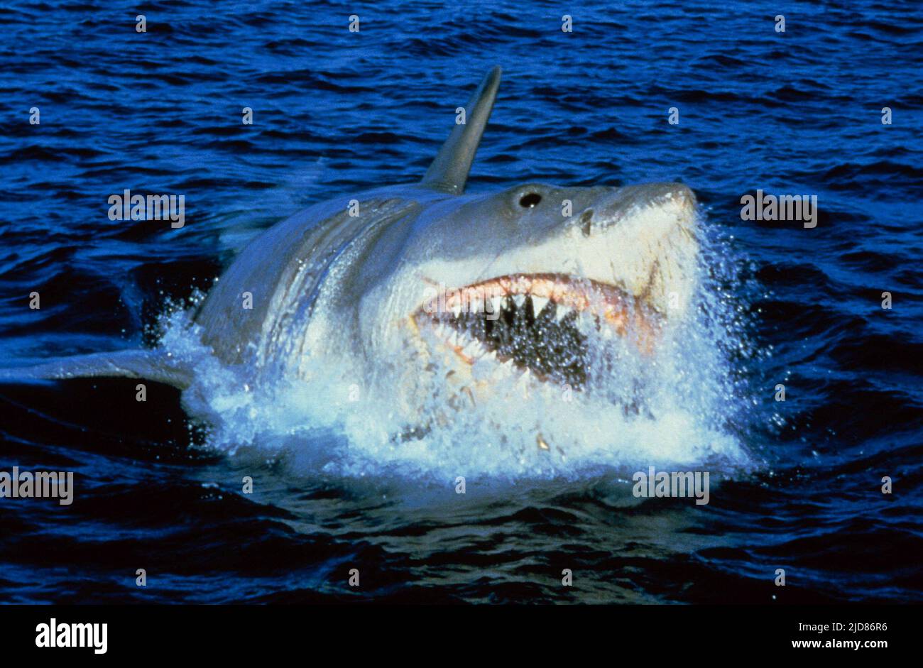 GREAT WHITE SHARK, JAWS 3-D, 1983 Stock Photo - Alamy