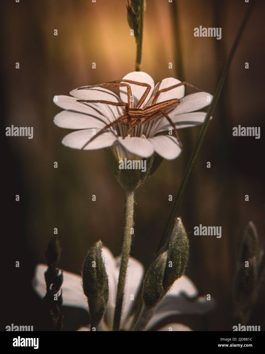 A moody photo of a spider on the top of flower. Macro photo. Stock Photo