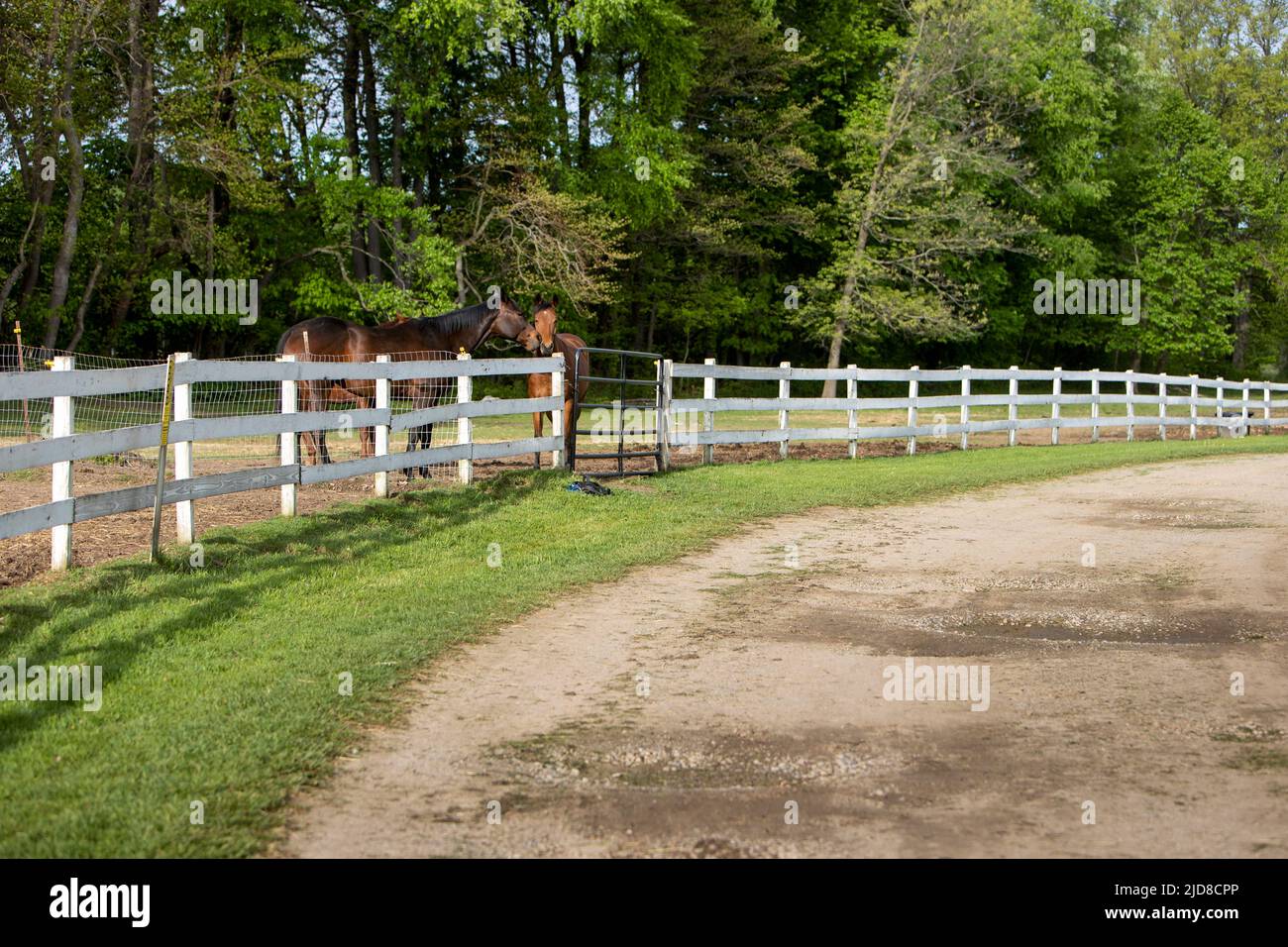 Two affectionate horses at a horse farm. Stock Photo