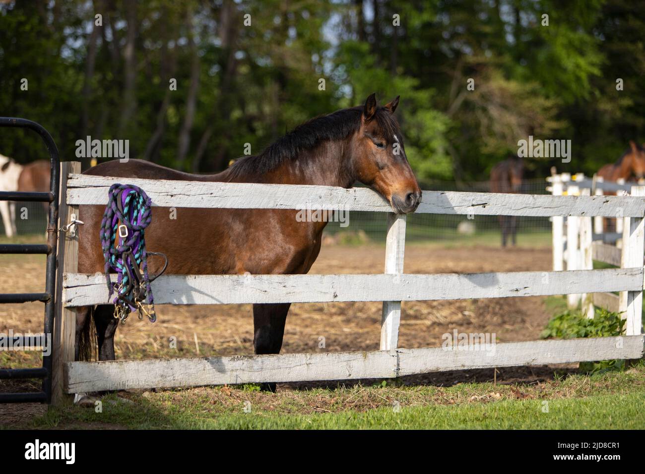 A horse looking over a fence at a horse farm. Stock Photo
