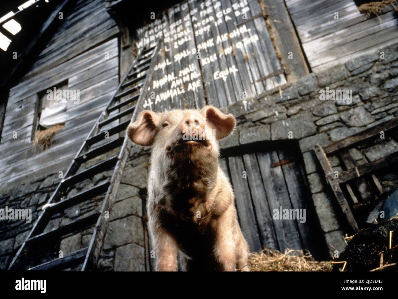 SNOWBALL, ANIMAL FARM, 1999 Stock Photo