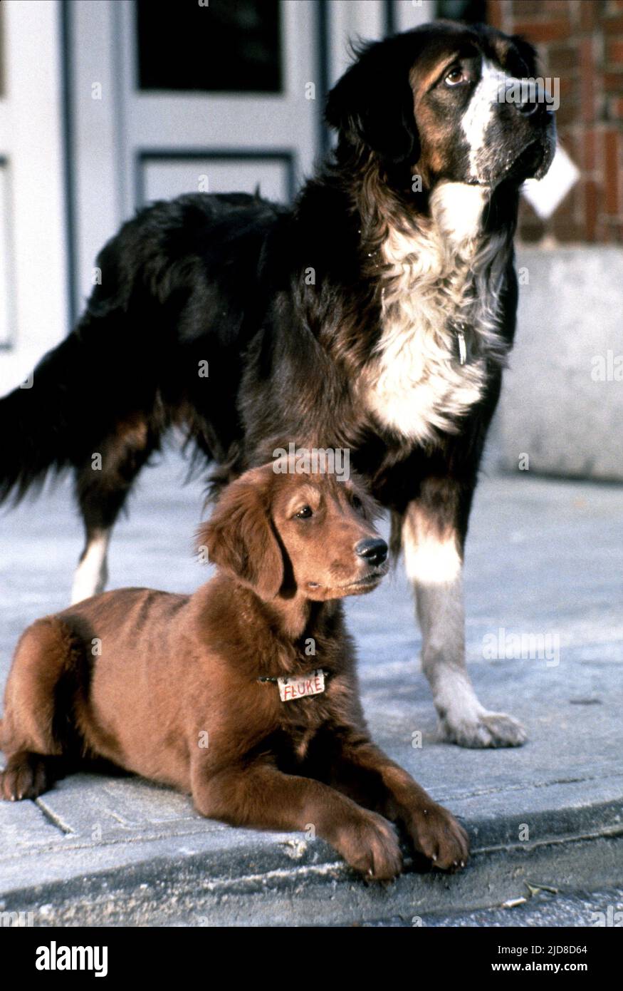 RUMBO,FLUKE, FLUKE, 1995 Stock Photo - Alamy