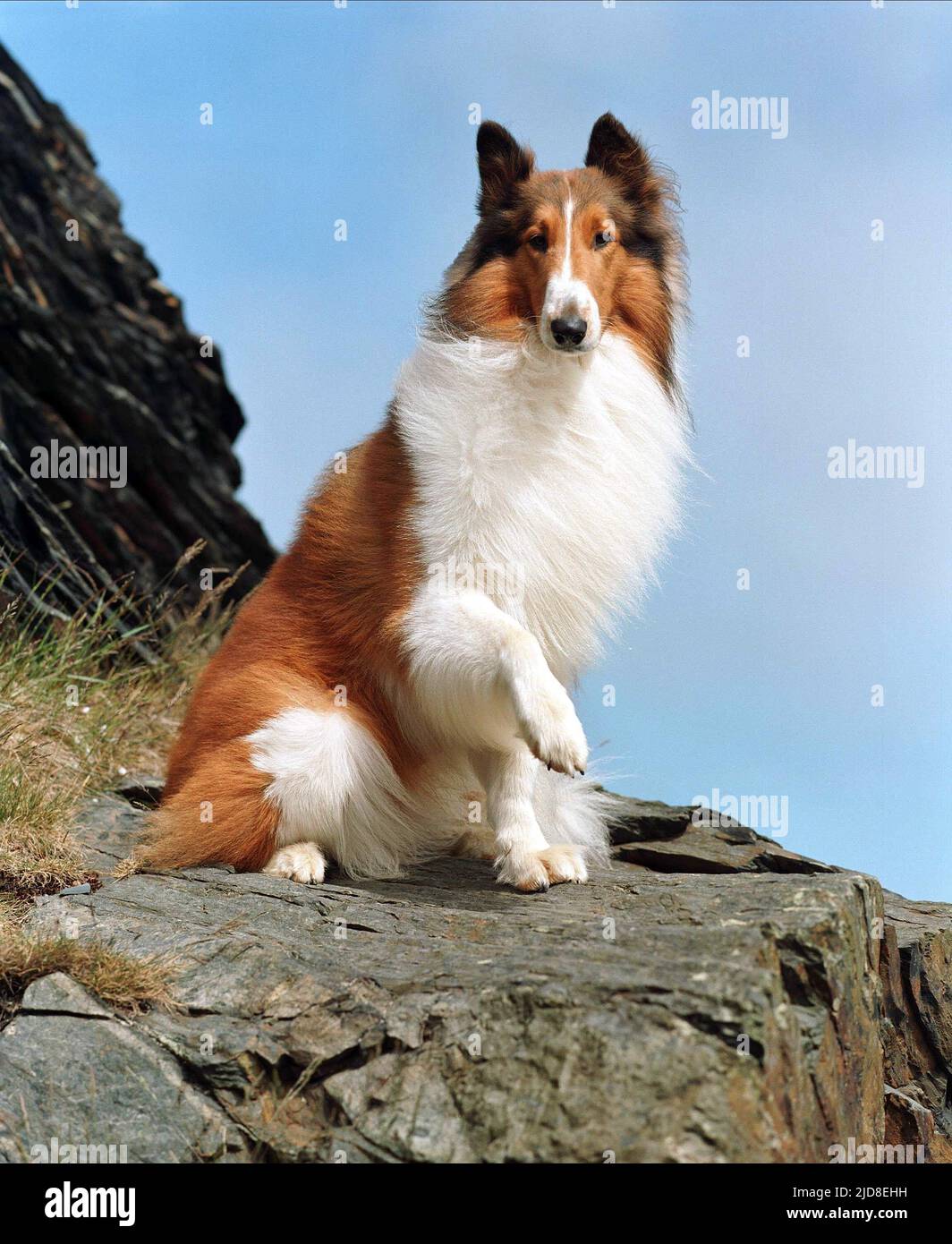 Lassie famous rough collie movie star dog poses in woodland 8x10 inch photo