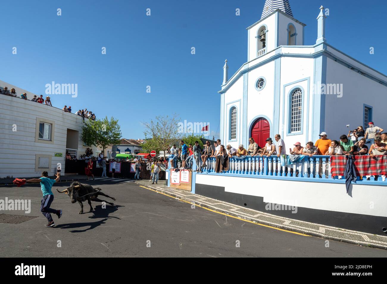 A bull chases a capinha or amateur bullfighter during a tourada a corda, also called a bull-on-a-rope at the Sanjoaninas festival, June 18, 2022 in Angra do Heroísmo, Terceira Island, Azores, Portugal. During the uniquely Azorean event a bull tied to a long rope runs loose as participants attempt to distract or run from the bull. Stock Photo