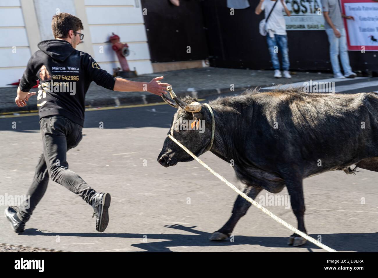 A bull chases a capinha or amateur bullfighter during a tourada a corda, also called a bull-on-a-rope at the Sanjoaninas festival, June 18, 2022 in Angra do Heroísmo, Terceira Island, Azores, Portugal. During the uniquely Azorean event a bull tied to a long rope runs loose as participants attempt to distract or run from the bull. Stock Photo