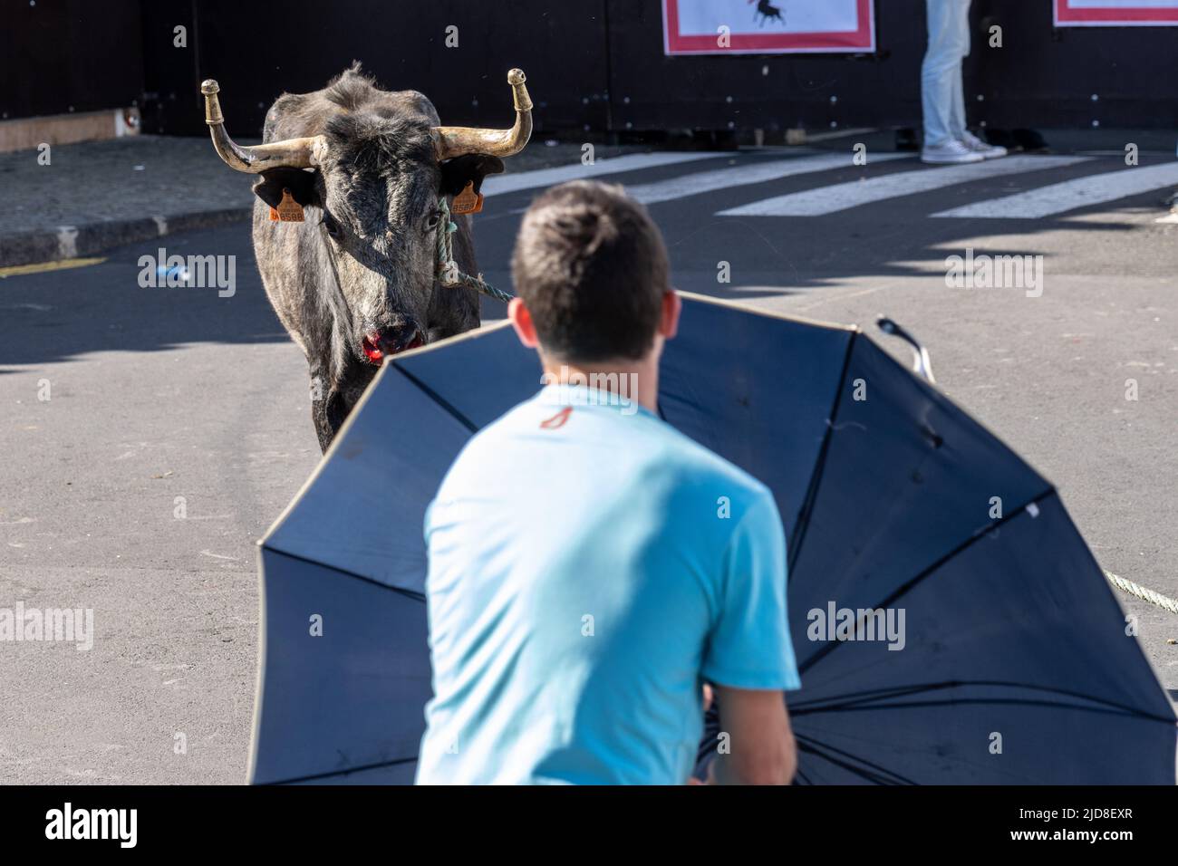 A bull prepares to charge a capinha or amateur bullfighter during a tourada a corda, also called a bull-on-a-rope at the Sanjoaninas festival, June 18, 2022 in Angra do Heroísmo, Terceira Island, Azores, Portugal. During the uniquely Azorean event a bull tied to a long rope runs loose as participants attempt to distract or run from the bull. Stock Photo