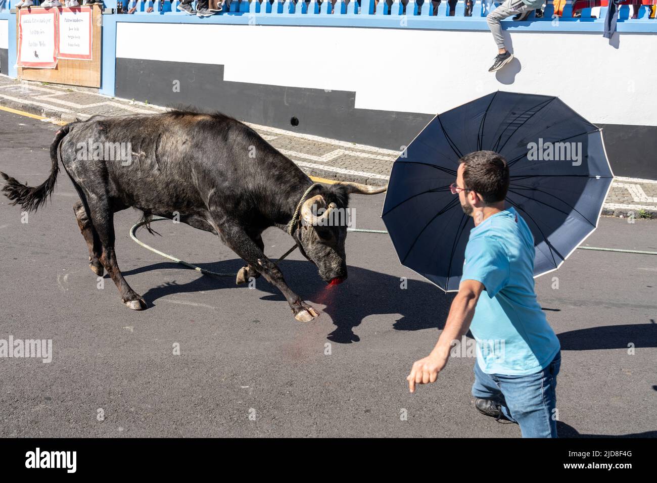 A bull charges a capinha or amateur bullfighter during a tourada a corda, also called a bull-on-a-rope at the Sanjoaninas festival, June 18, 2022 in Angra do Heroísmo, Terceira Island, Azores, Portugal. During the uniquely Azorean event a bull tied to a long rope runs loose as participants attempt to distract or run from the bull. Stock Photo