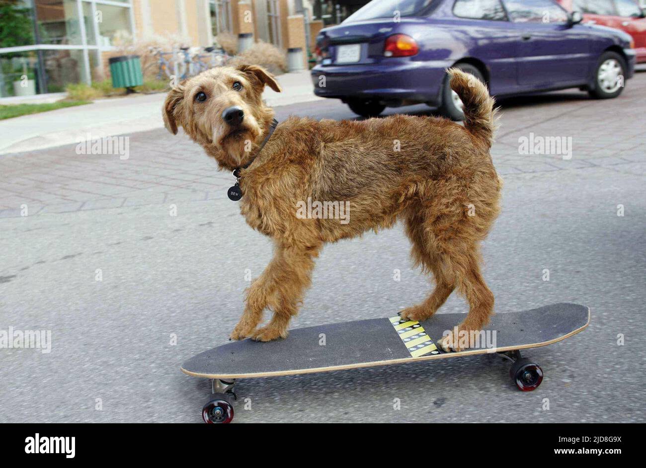 REXX THE DOG, FIREHOUSE DOG, 2006 Stock Photo Alamy