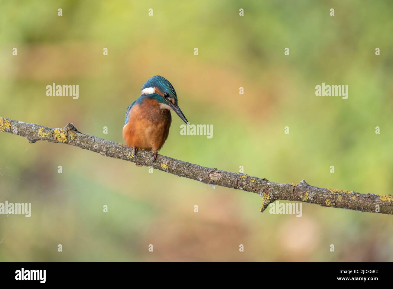 Common Kingfisher (alcedo athis) on branch ready to dive on prey. Alsace, France. Stock Photo