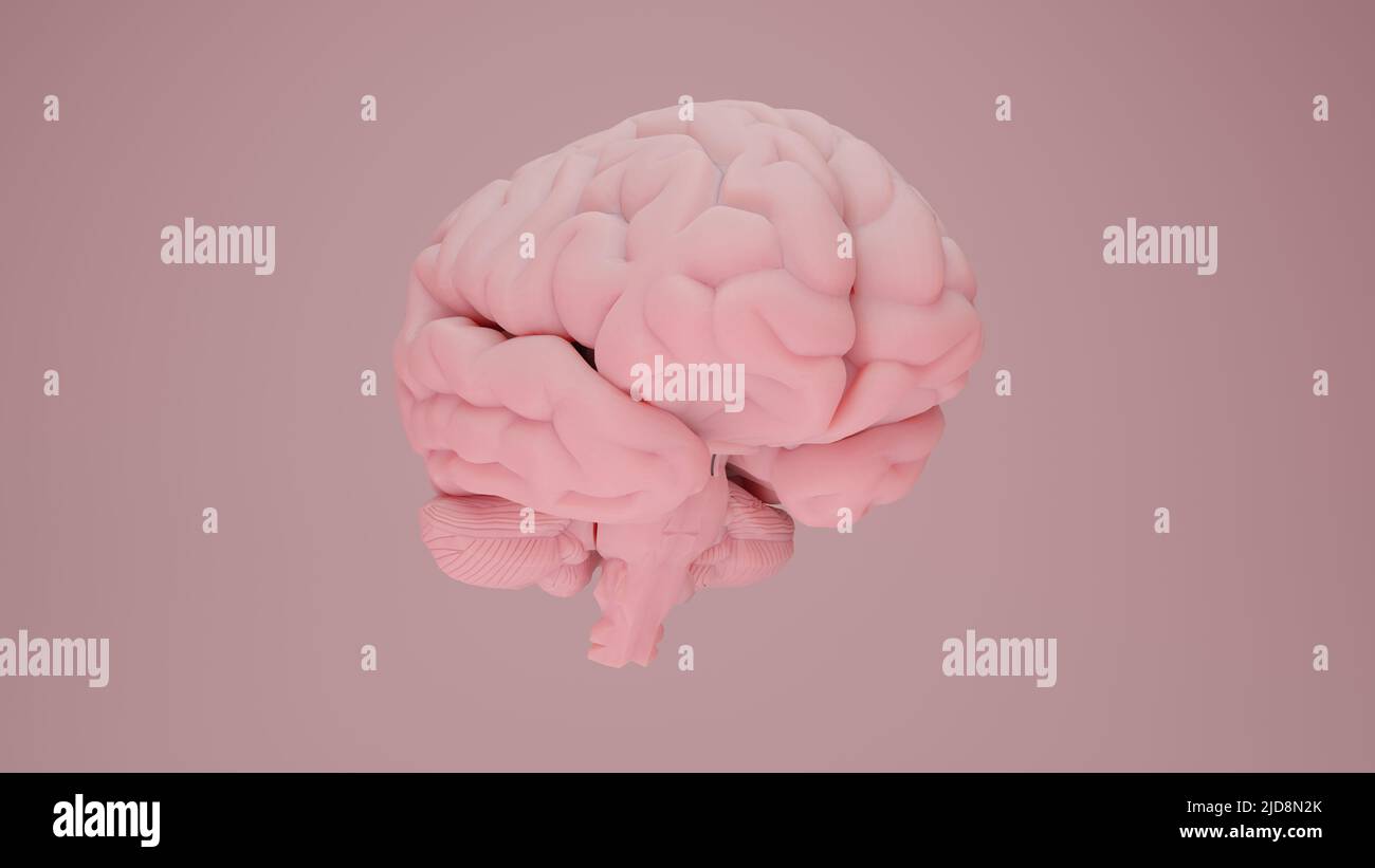 Pink Porcelain Anatomical Brain Right. 3d illustration. 3d render Stock ...