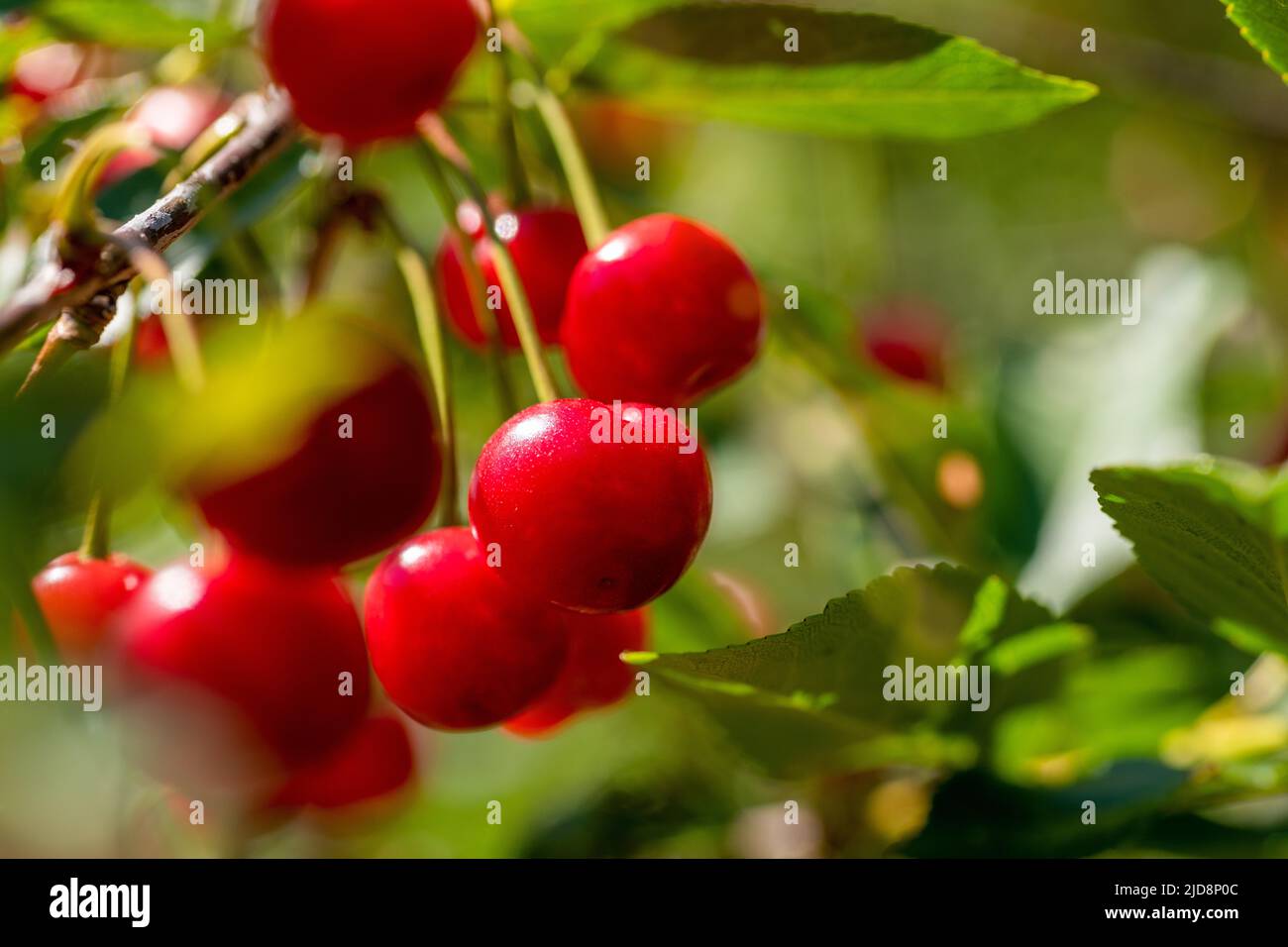 Sour Cherry. Ripe homegrown organic sour cherries background. Cherry tree. Stock Photo