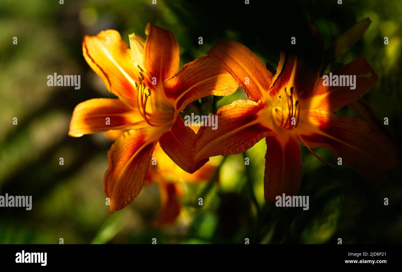 orange lily blossom (Lilium bulbiferum Stock Photo - Alamy