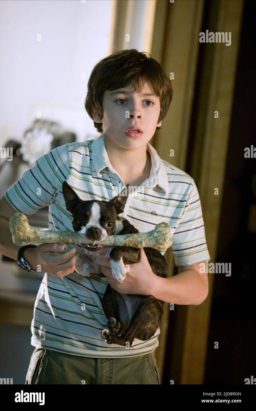 AUSTIN,DOG, HOTEL FOR DOGS, 2009 Stock Photo Alamy