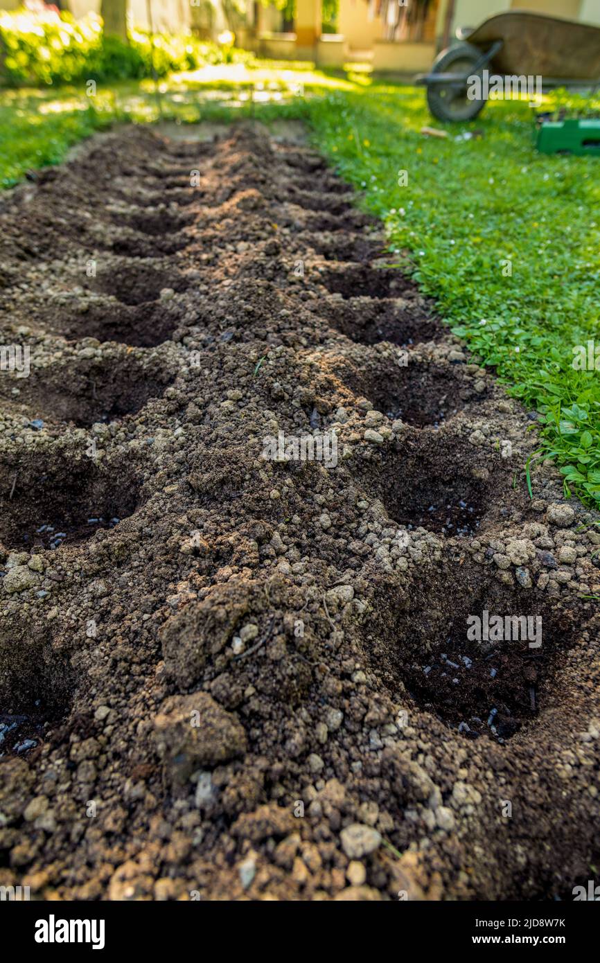 Eco friendly gardening. Holes in the soil prepared for planting, fertilized with compressed chicken manure pellets. Stock Photo