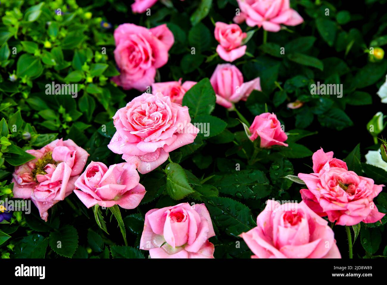 Beautiful and colorful Rosa Chinensis flowers in the garden under the sun Stock Photo