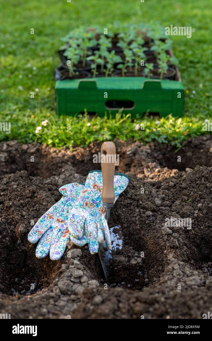 Gardening. Soil preparation before planting in the garden. Digging
